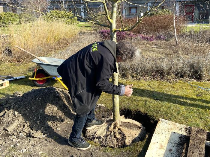 Billedet viser, at Jens planter et træ i jorden.