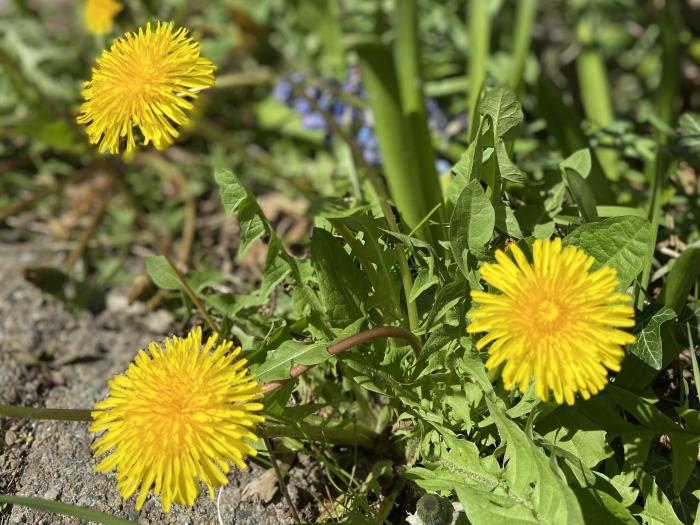 Billedet viser en blomstrende buket mælkebøtter.